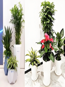 北仑花卉租赁价格实惠